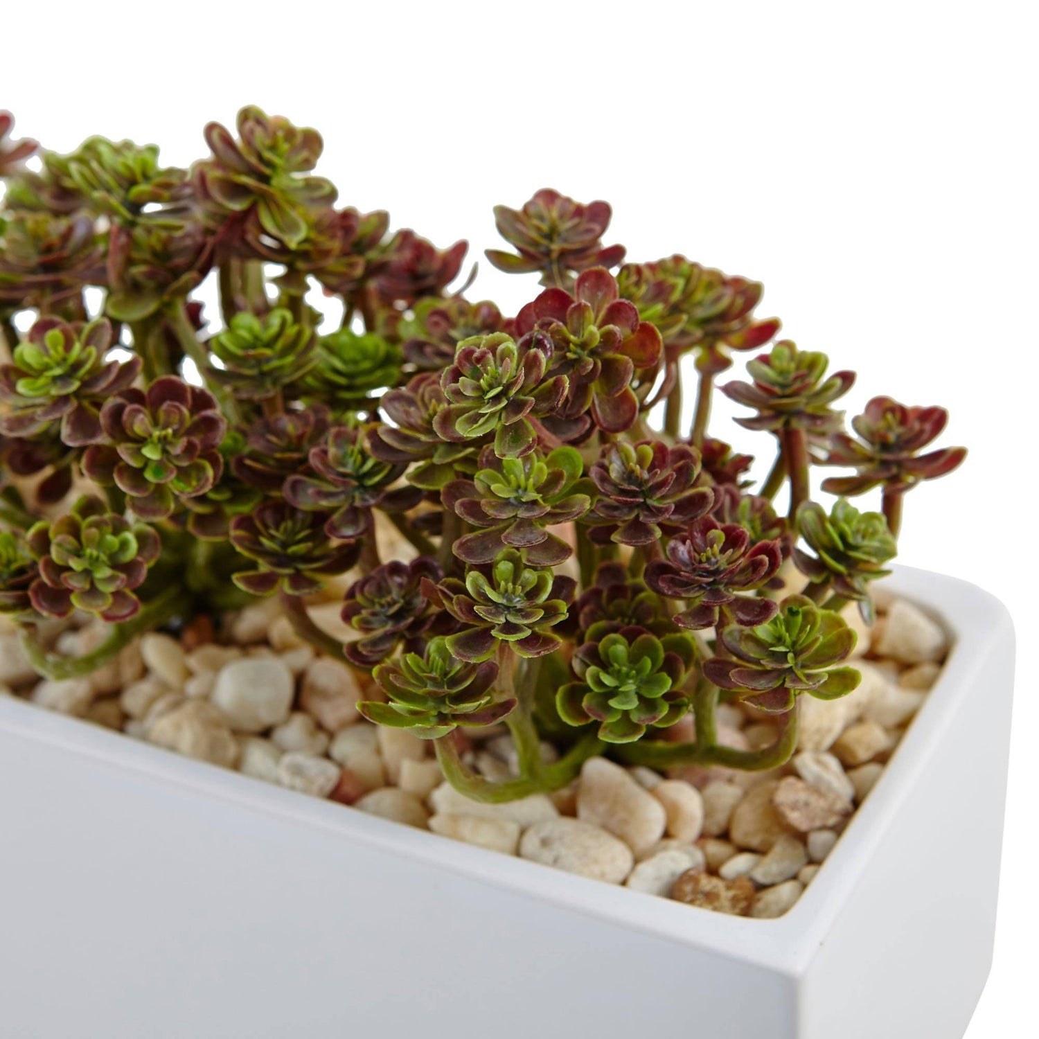 Sedum in Rectangular Planter