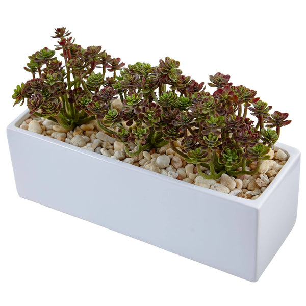 Sedum in Rectangular Planter