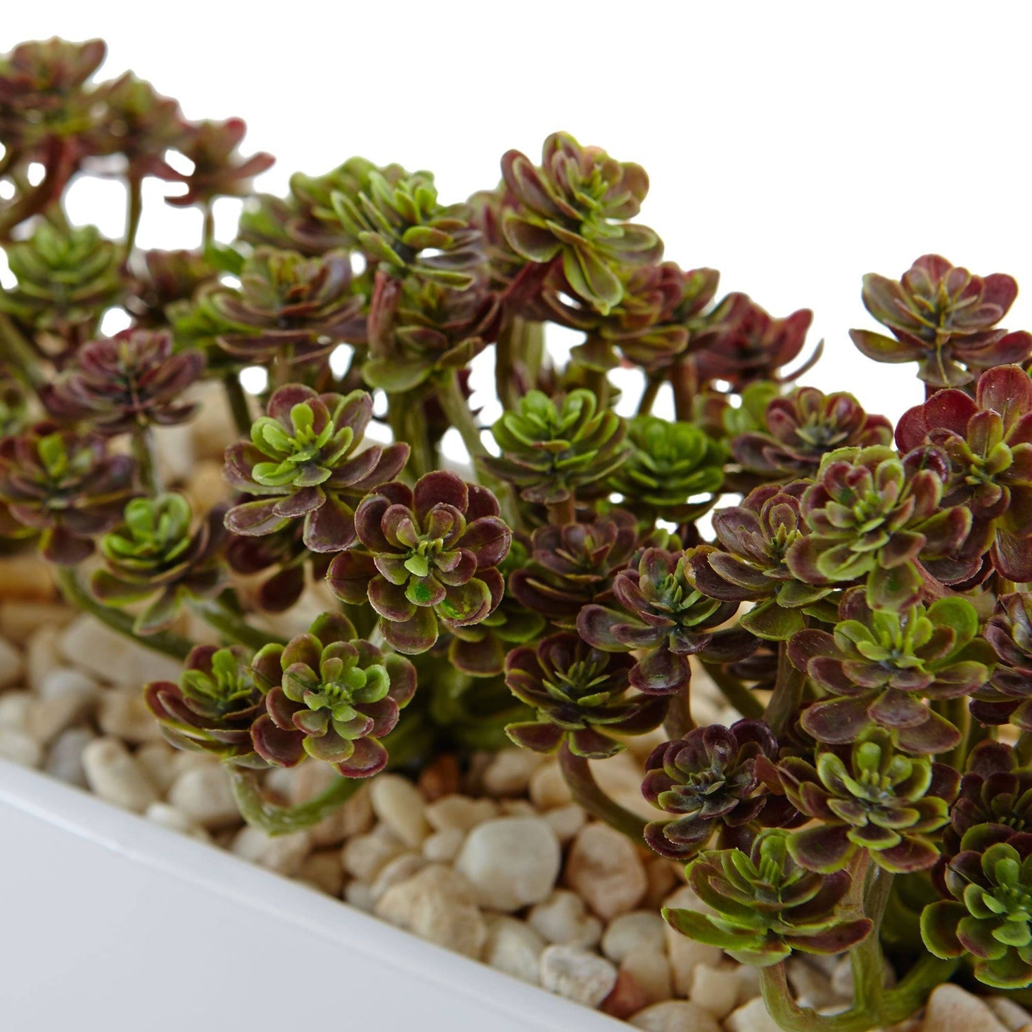 Sedum in Rectangular Planter