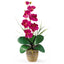 Single Stem Phalaenopsis Silk Orchid Arrangement