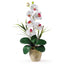 Single Stem Phalaenopsis Silk Orchid Arrangement