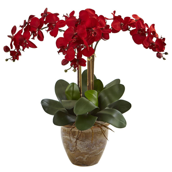 Triple Stem Phalaenopsis Arrangement Seasonal