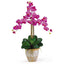 Triple Stem Phalaenopsis Silk Orchid Arrangement